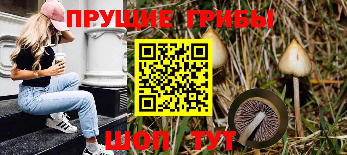 Псилоцибиновые грибы GOLDEN TEACHER  Армавир  Псилоцибиновые грибы Psilocybine cubensis 